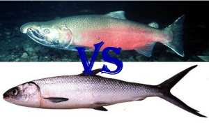 bandeng vs salmon